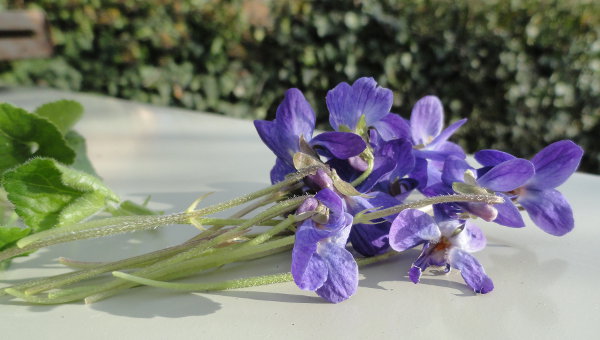 Ramillete de violetas silvestres