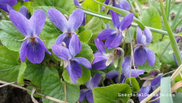 Flores de violetas silvestres