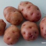 Patatas finas. Su cultivo