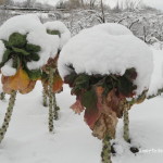 coles de bruselas soportan invierno en huerta