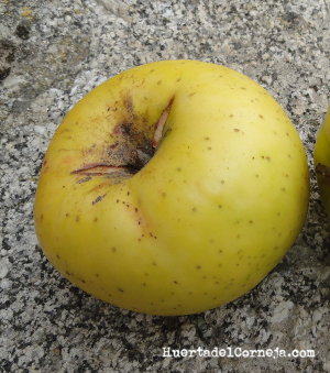 Esta manzana se abrió en el árbol y no podremos conservarla.