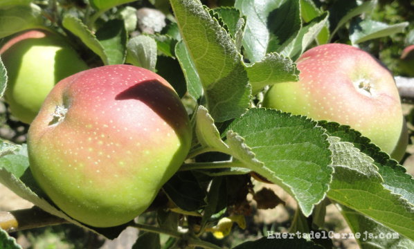 manzanas creciendo en el arbol