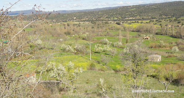Prados con perales en Villafranca de la Sierra