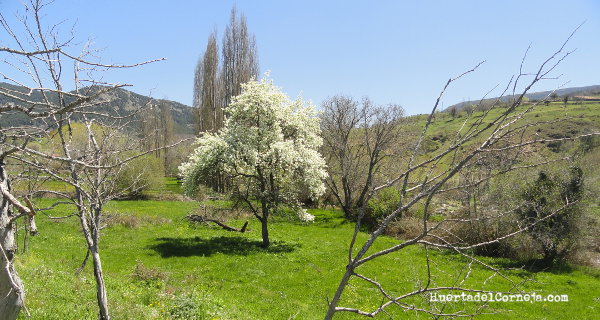 Peral en prado de Villafranca de la Sierra