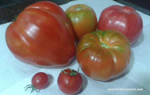  Algunos de nuestros tomates