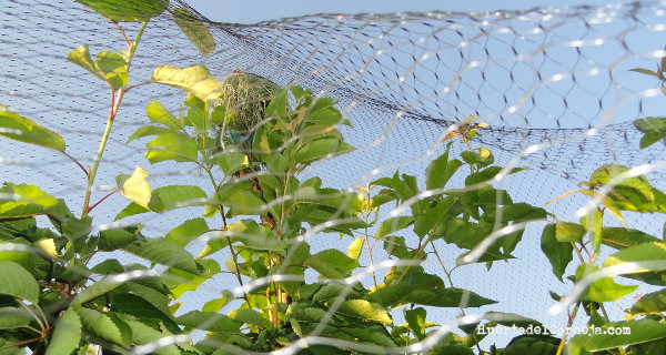 Detalle de la red puesta y el palo con hierba en su extremo.