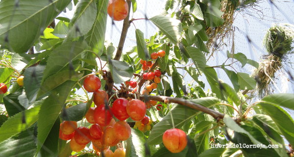 Cómo proteger los cerezos de los pájaros - Huerta del Corneja