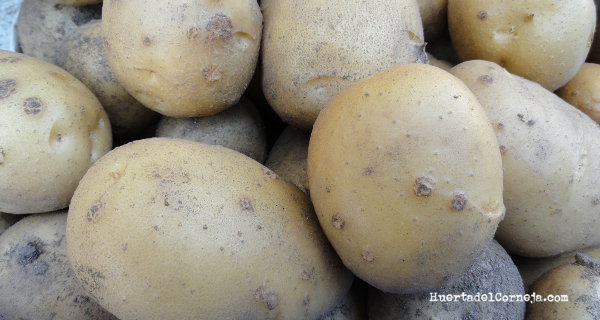 Patatas almacenadas