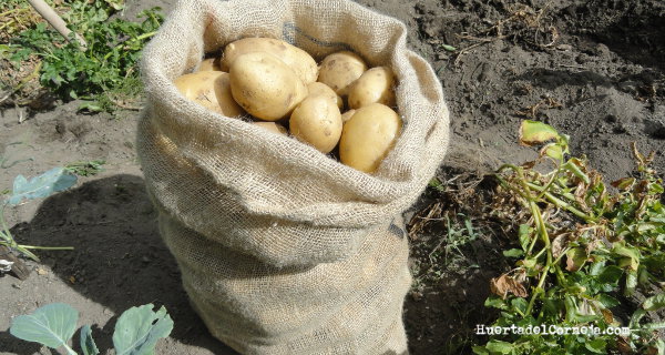 Parte de la cosecha de patatas de este año.
