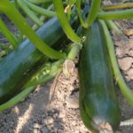 como sembrar y cultivar calabacines