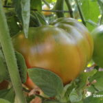 cómo cultivar tomates