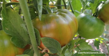 cómo cultivar tomates