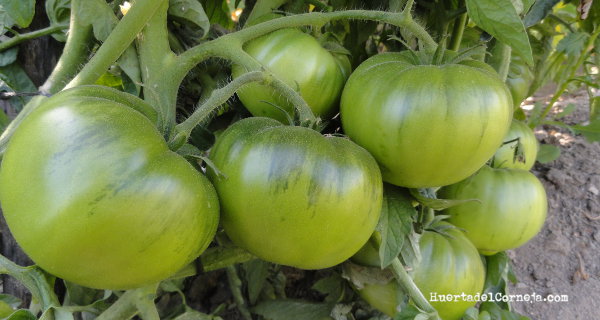 Las partes verdes del tomate tienen tomatina
