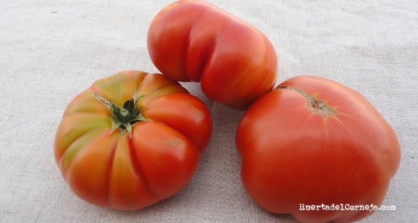Tomates de tipo marmande maduros