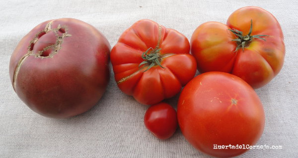 Nuestros tomates de este año.