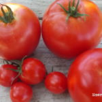 Cómo cosechar tomates