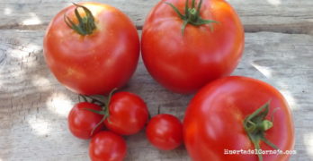 como cosechar tomates