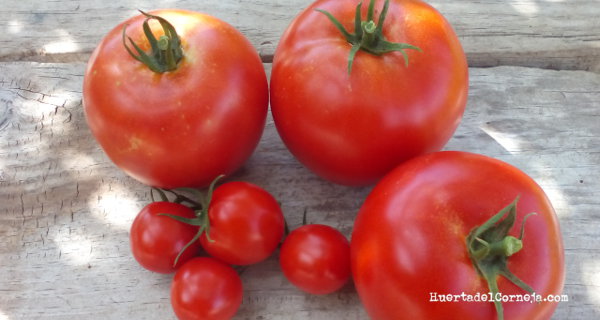 como cosechar tomates