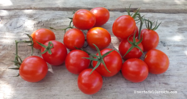 Tomates tipo Cherry maduros