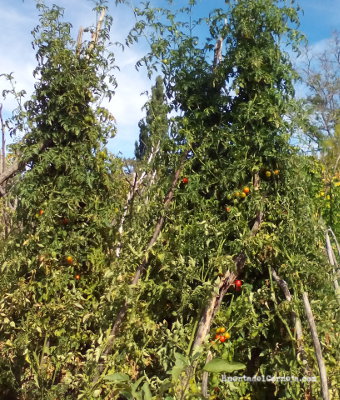 Los tomates cherry llegan a alcanzar los 2m de altura.