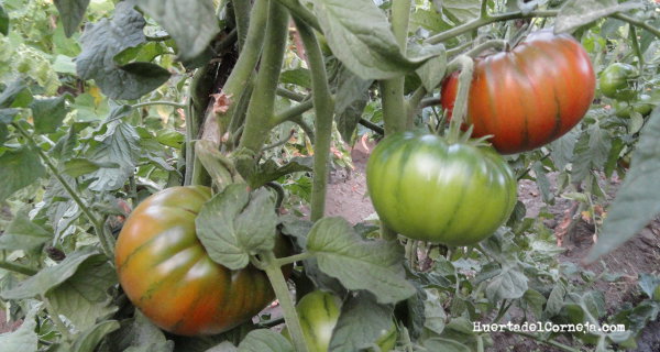 tomates en la planta