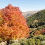 Arroyos de la Sierra de Villafranca en otoño