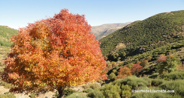 Sierra de Villafranca en otoño