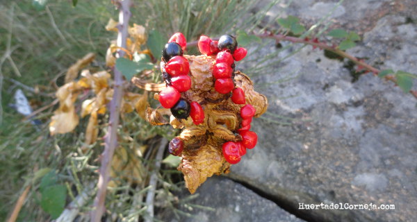Semillas de peonía o matagallinas ( Paeonia broteri)