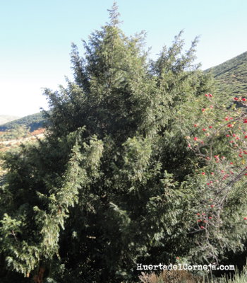 Tejo de montaña (Taxus baccata L.).