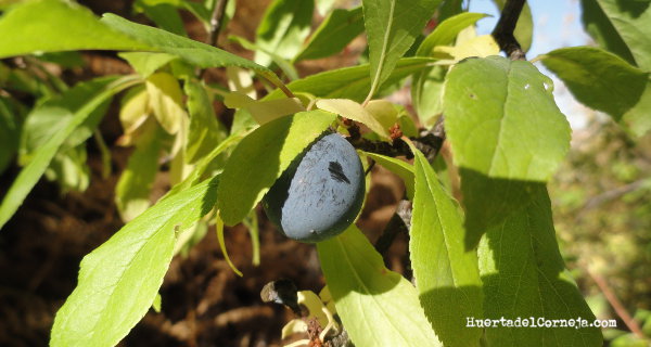 Endrino (Prunus espinosa) con endrinas.