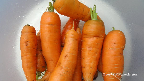 Zanahorias lavadas
