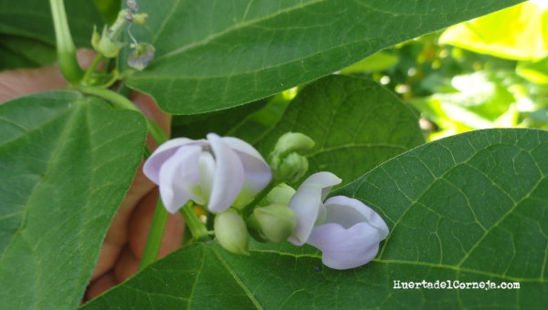 Judías moradas redondas en flor