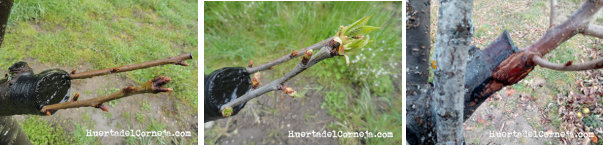 evolucion abril y mayo puas de cerezo injertadas en ciruelo 