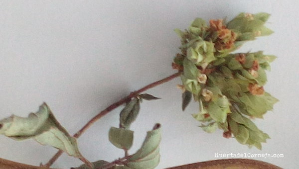 hojas brácteas y flor de orégano
