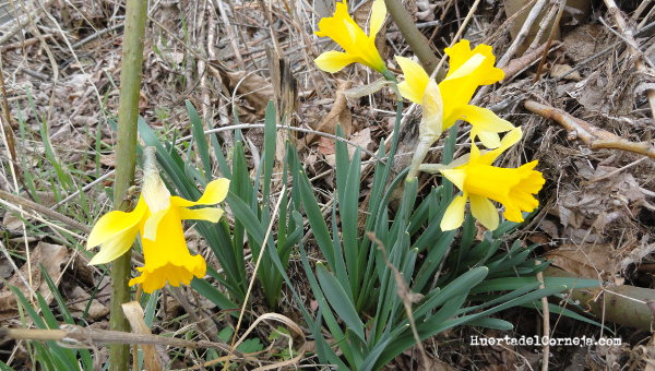 Narcissus pseudonarcissus al lado de la huerta.