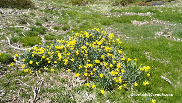 Narcissus pseudonarcissus subsp. portensis, en la Serrota.