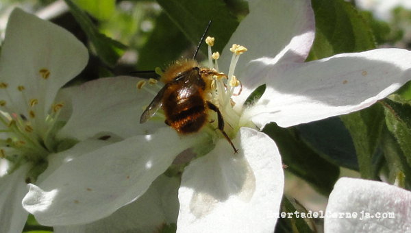 Pequeña abeja solitaria en manzano (Osmia spp.)