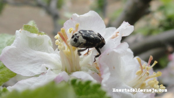 Escarabajo en flor de manzano reineta Oxythyrea funesta