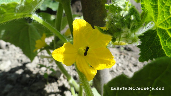 Flor de pepino con una abeja solitaria