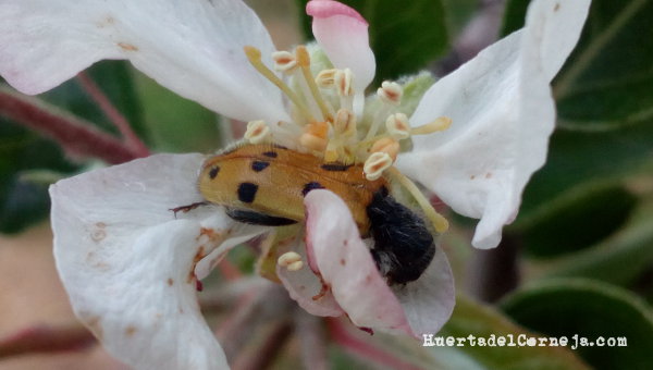 Escarabajo en flor de manzano golden Mylabris quadripunctata