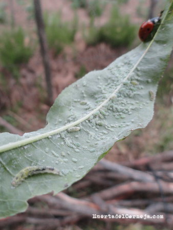 Mariquita, crisopa y larva de áfidos.