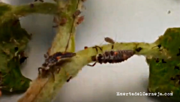 larva de mariquita