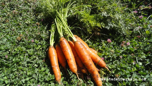 Zanahorias. Raíz tallo y hojas