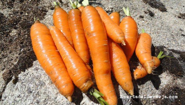 Zanahorias para consumir