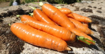 La zanahoria, una fuente de salud
