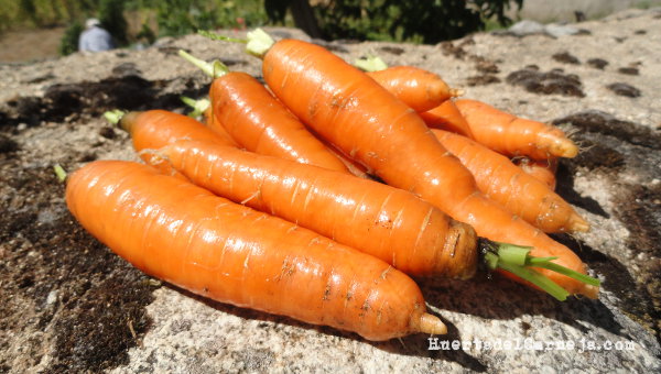 La zanahoria, una fuente de salud