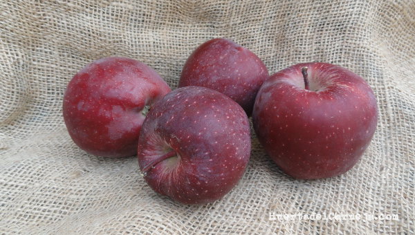  Manzanas recién cortadas del arbol