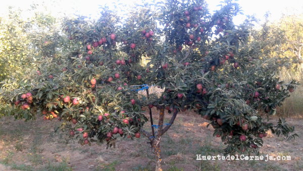 Sujetando las ramas del manzano