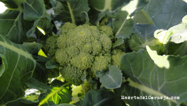 Brócoli, inflorescencia