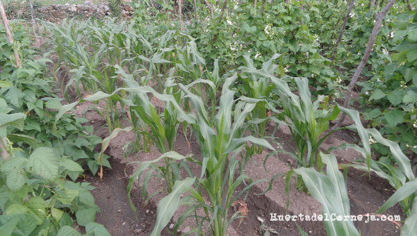 Plantas de maíz morado entre dos variedades de judías